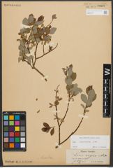 Foto von Salix starkeana Willd.